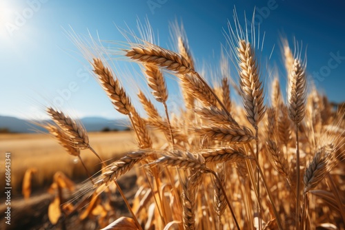 Wheat field. Ears of golden wheat close up. Rich harvest Concept. Agriculture concept with a copy space.
