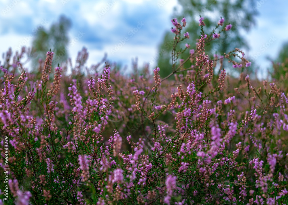 Obraz premium the blooming heather in summer in the Lunenburger Heath
