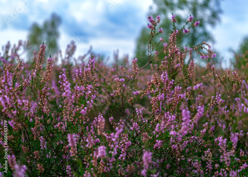 the blooming heather in summer in the Lunenburger Heath