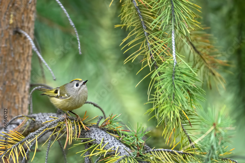 Goldcrest (Regulus regulus) in forest   photo