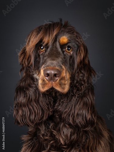 Head shot of young adult choc and tan Cocker Spaniel dog, lsitting up. Looking towards camera. Isolated on a black background. © Nynke