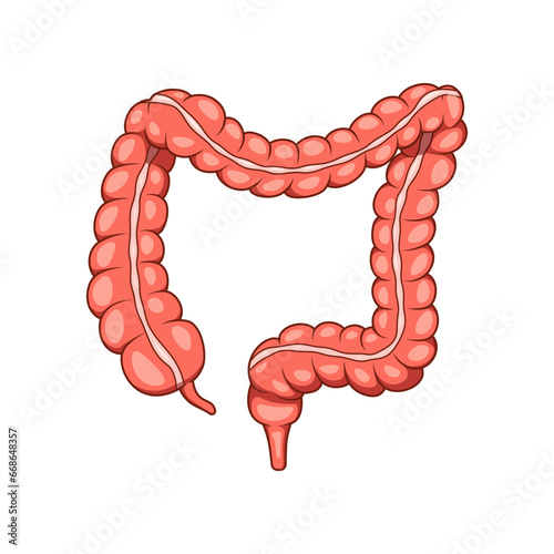 Illustration of colon organ vector. Human large intestine.