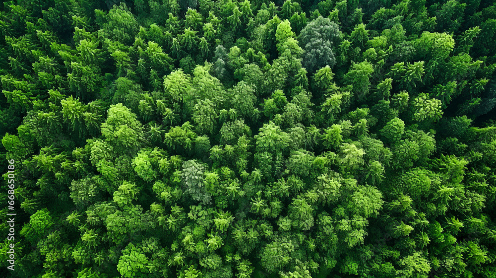 Aerial view of green summer coniferous forest