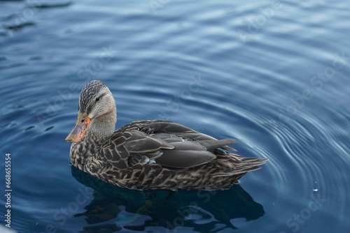 a duck swimming in the water at a marina park in florida