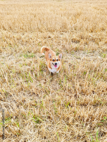 Puppy dog Corgi having fun in golden field of ripe wheat in the village in the summer funny sticking out pink tongue