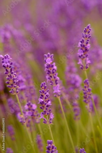 Close up of lavender and bee is flying around. High quality vertical foto © Mariya_Maerdon