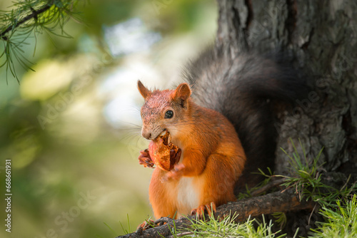Squirrel in the autumn park.. © alexbush