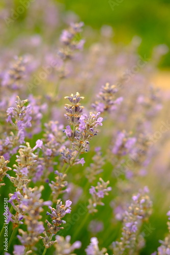 Close up of lavender and bee is flying around. High quality vertical foto