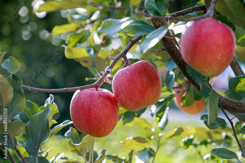 Fresh Apple on the apple tree at Apple garden farm background.