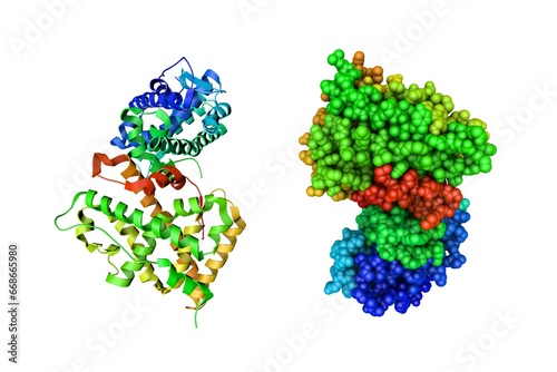 Human progesterone receptor ligand binding domain in complex with the ligand metribolone. Ribbons diagram and space-filling molecular model. Rainbow coloring from N to C. 3d illustration photo
