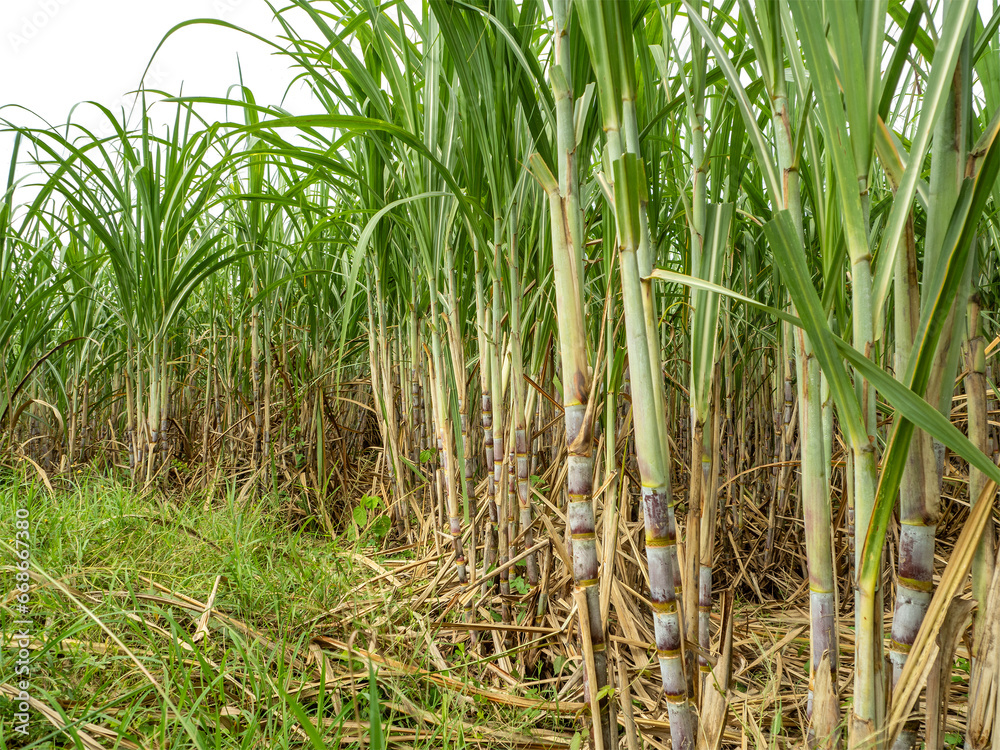 Obraz premium Sugarcane on transparent background with clipping path, suitable for print and web pages.