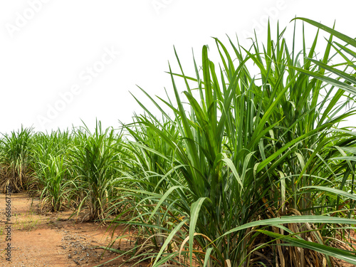 Sugarcane on transparent background with clipping path, suitable for print and web pages.
