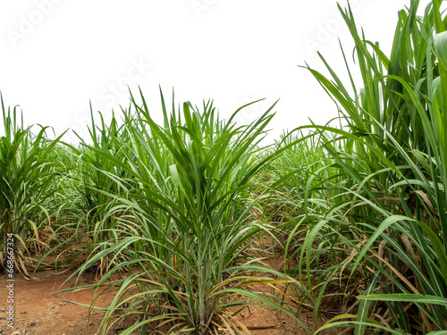 Sugarcane on transparent background with clipping path  suitable for print and web pages.