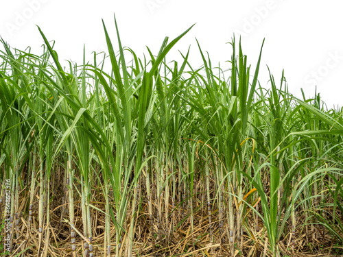 Sugarcane on transparent background with clipping path, suitable for print and web pages.