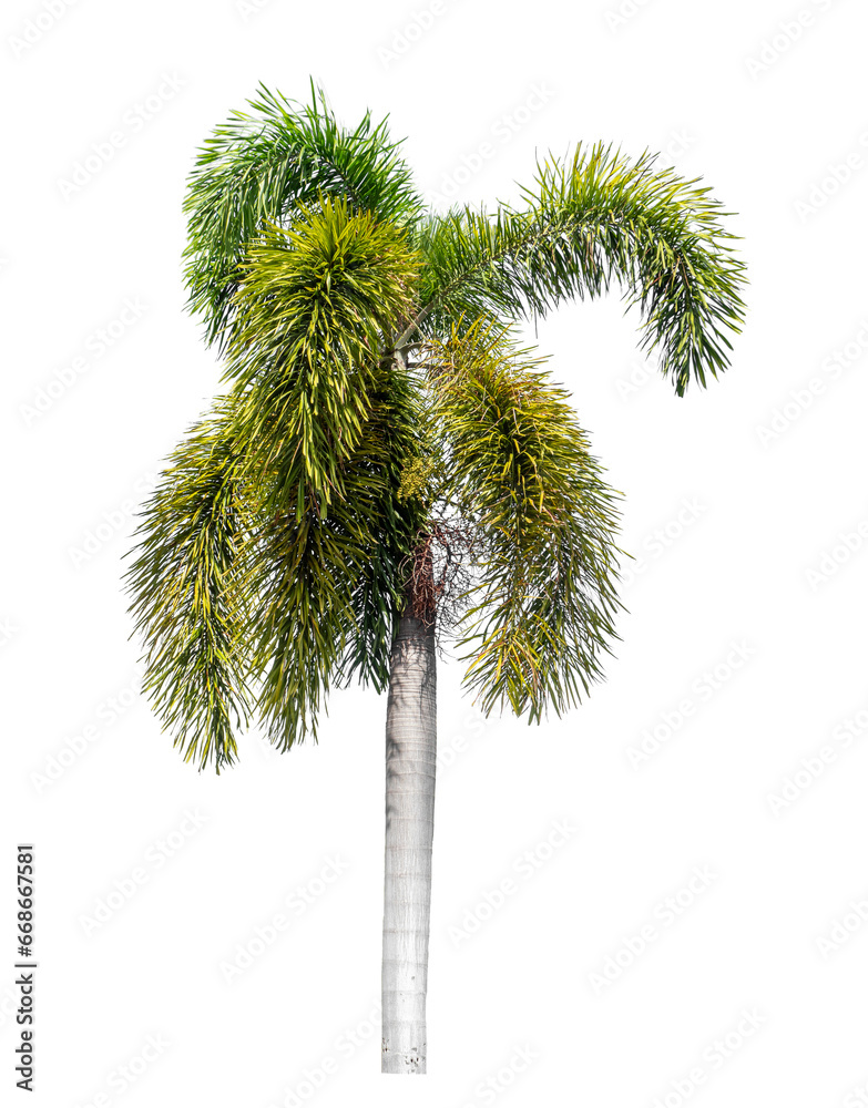 Green palm tree isolated on transparent background with clipping path and alpha channel. Green palm tree isolated on transparent background with clipping path and alpha channel.