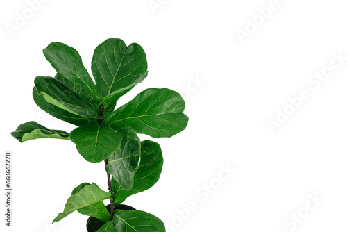 Ficus lyrata with large green leaves planted isolated on white background with copy space.