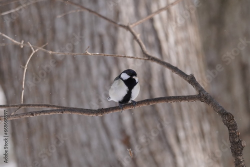 Tablou pe pânză Japanese tit　シジュウカラ　Parus minor