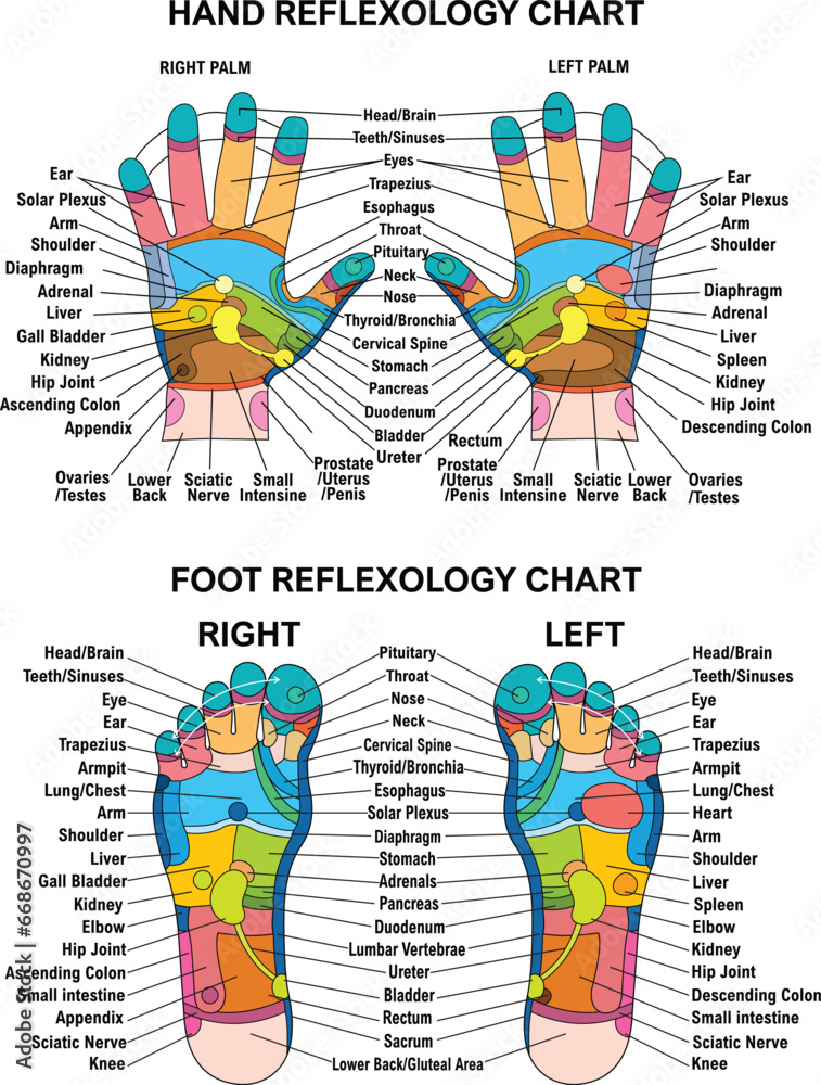 Reflex zones of the feet, and hands with description of internal and