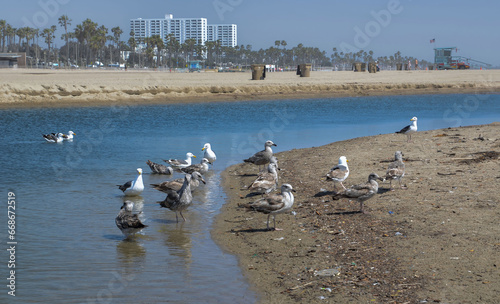 USA California Los Angeles Santa Monica District May 13, 2023 birds on the beach photo