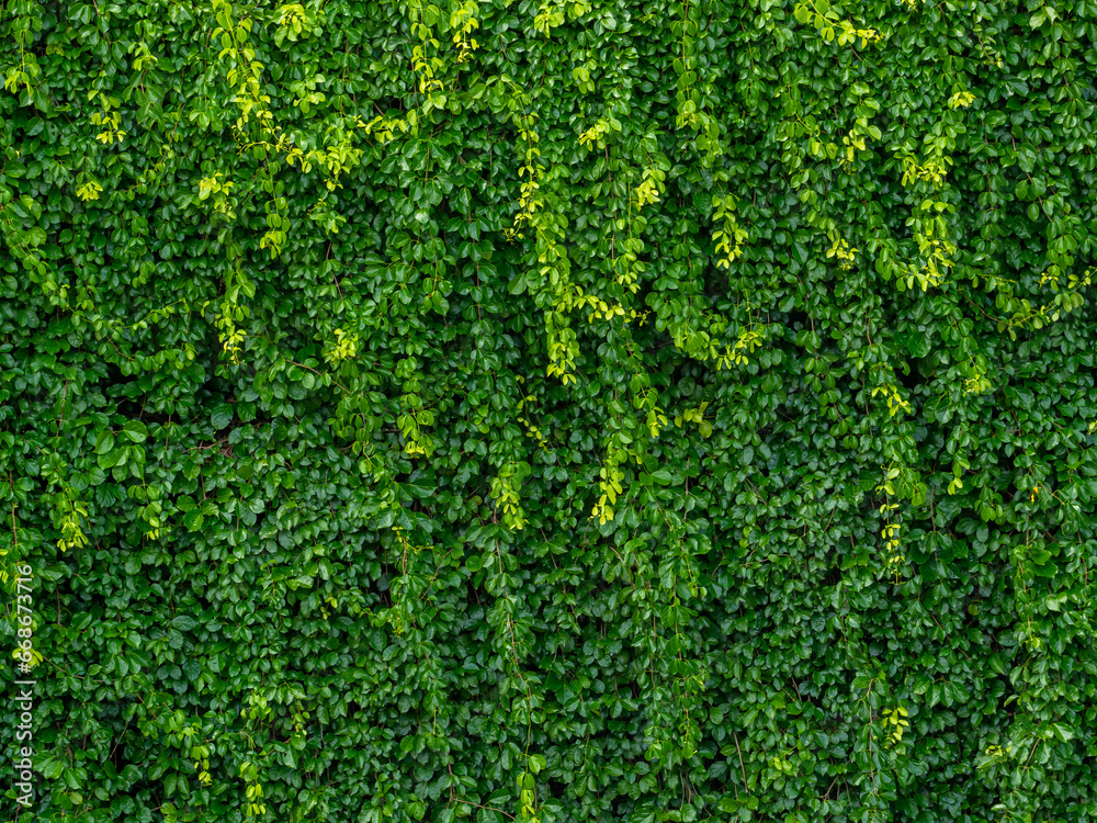 Green leaves wall background and wedding backdrop. Green leaves wall background and wedding backdrop.