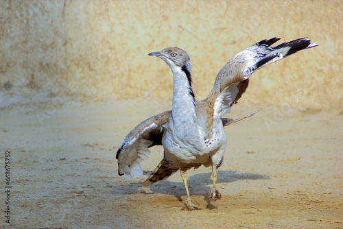 Houbara in desert playing in sand photo