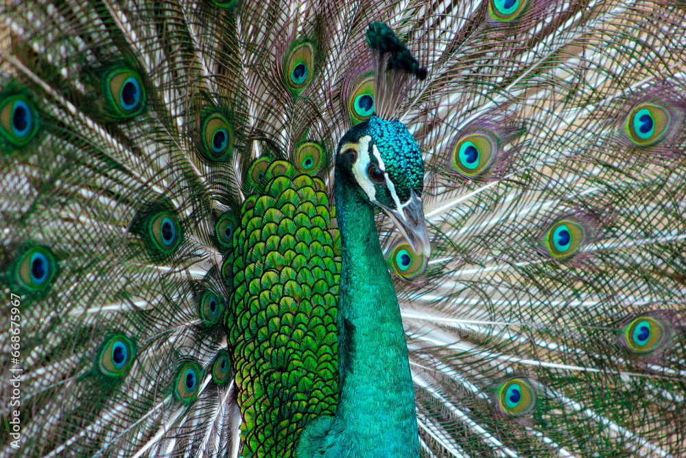 Obraz premium Peacock Sea Green With Feathers