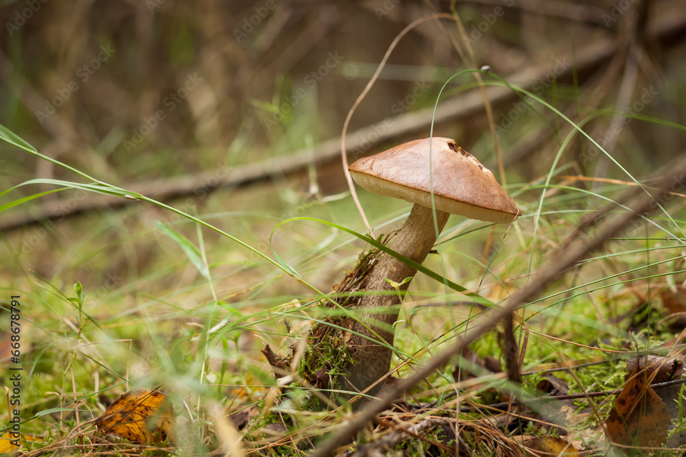Edible mushroom brown cap boletus (Leccinum scabrum). Small depth of field Edible mushroom brown cap boletus (Leccinum scabrum). Small depth of field