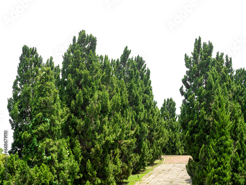 Outdoor park and shady trees providing shade on a transparent background.