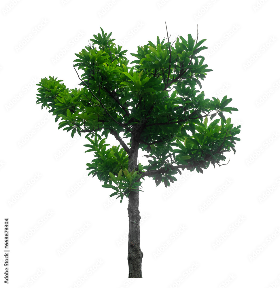 Green tree isolated on transparent background with clipping path...