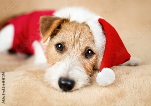 Face of a cute christmas new year happy holiday santa dog puppy