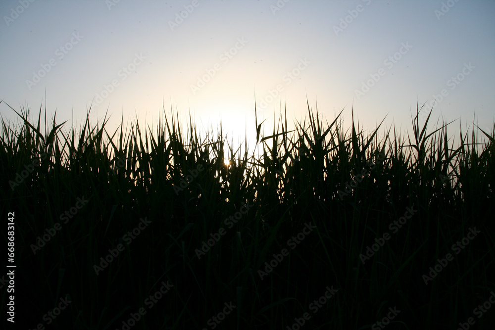 sunset with tall grass in silhouette
