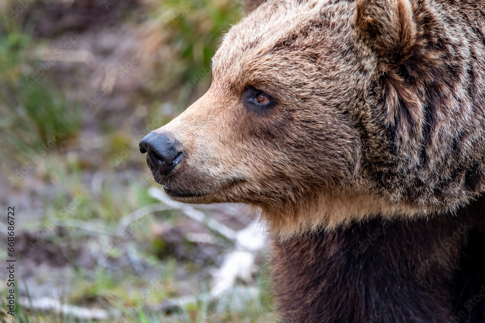 Close up big brown bear in spring forest