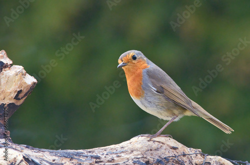 bird, robin, natur, wild lebende tiere, tier, wild, ast, rot, garden © Oliver