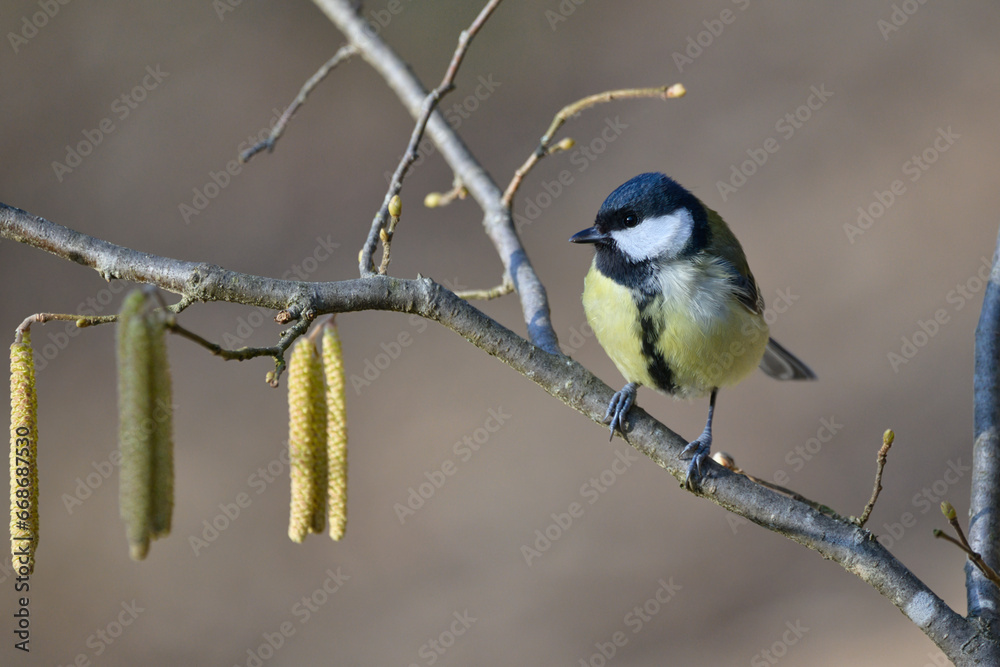 bird, natur, wild lebende tiere, tier, ast, kohlmeise, bird, natur, wild lebende tiere, tier, ast, kohlmeise,