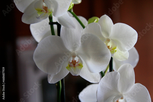orchid with white petals in pot