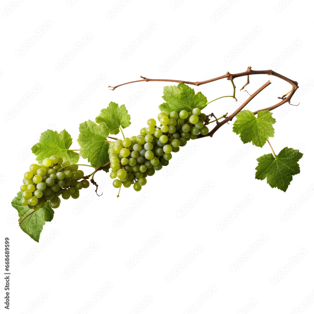 green grapes on a branch with leaves isolated on a transparent background