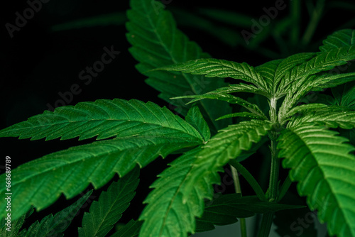 Harvest  mature cannabis plant with big leaves. Beautiful hemp  making drugs