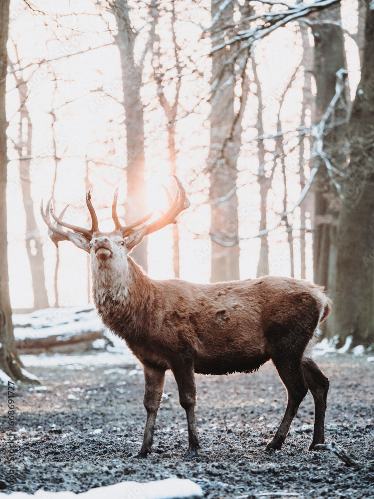 Fototapeta premium Hirsch