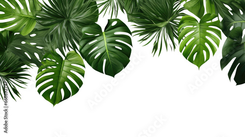 Dark green leaves of monstera or split-leaf philodendron (Monstera deliciosa) the tropical foliage plant growing in wild isolated on transparent background