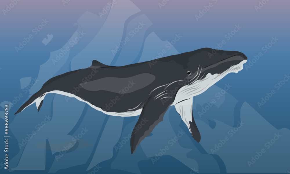 Fototapeta premium A large humpback whale swims in dark cold water. Realistic vector landscape