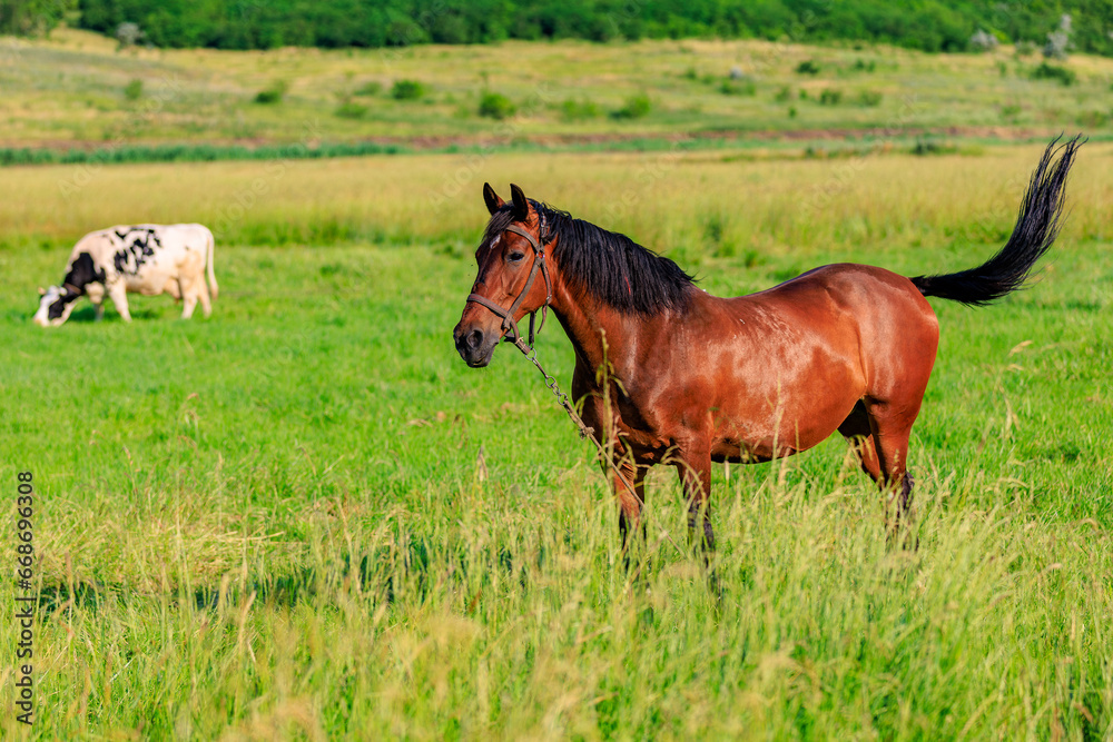 Fototapeta premium Horse in the pasture. Background with selective focus and copy space