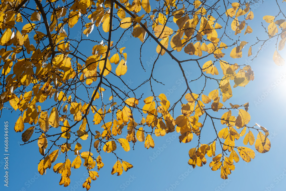 yellow leaves and branches on a blue sky with sun spot or flare yellow leaves and branches on a blue sky with sun spot or flare