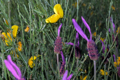 Lavandula angustifolia purple lavender flower next to Retama sphaerocarpa yellow flower Retama contrast color photo