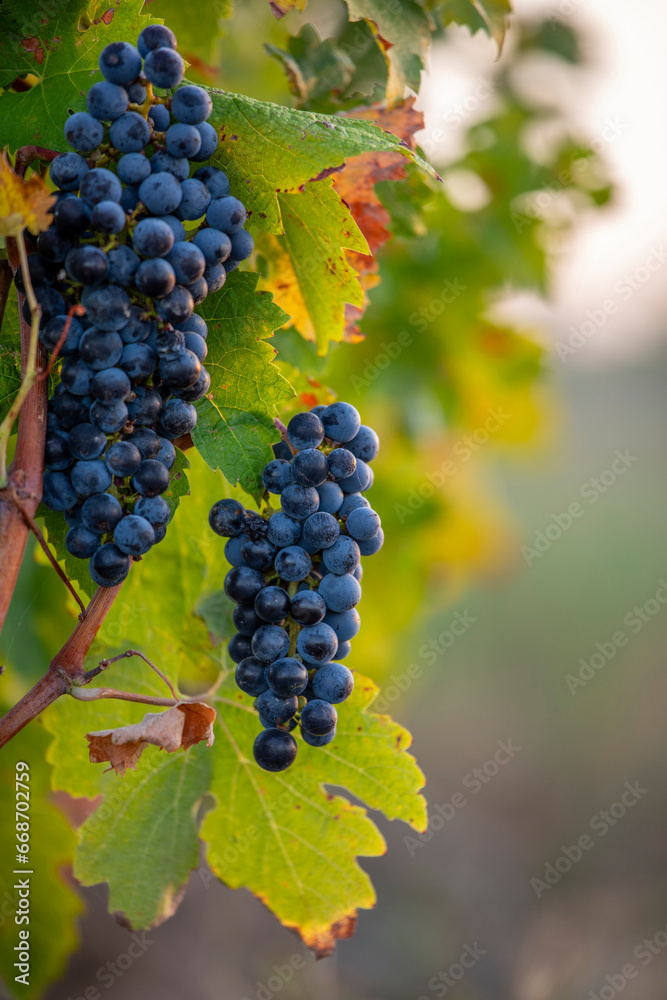 Grappe de raisin dans les vignes en automne en France. Grappe de raisin dans les vignes en automne en France.