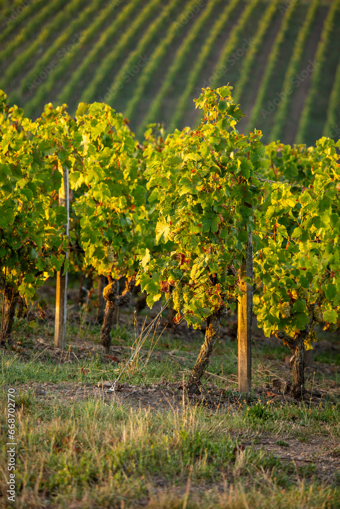 Paysage de vigne et vignoble sous le soleil d'automne.