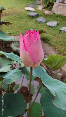 pink rose with water drops, unbloomed Lotus Flower, Lotus Flower Bud photo