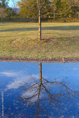 tree relection autumn photo