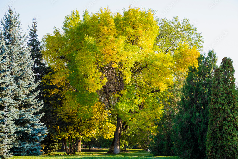 A tree with yellow and green foliage in the park. The beginning of autumn in Almaty.