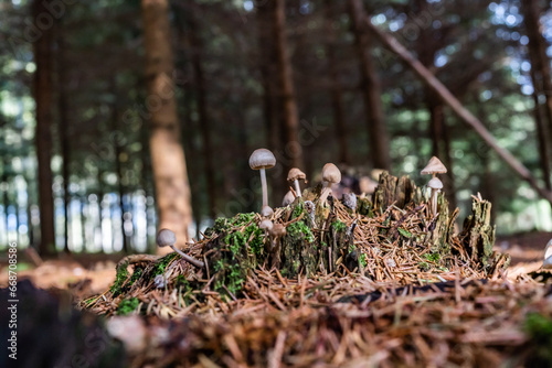 A set of mushrooms in the forest