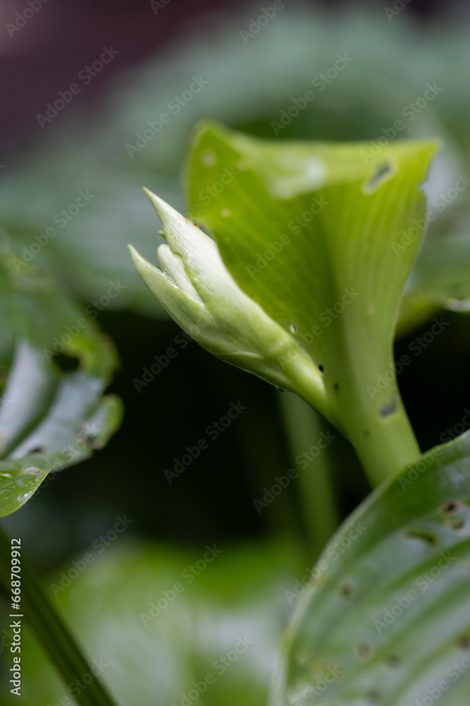 Fototapeta premium Hosta bud. The Hosta with damaged leaves will bloom. Closeup, selective focus.